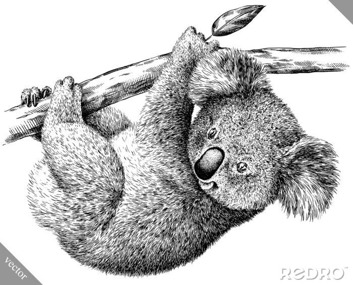 Tableau  Dessin noir et blanc d'un koala