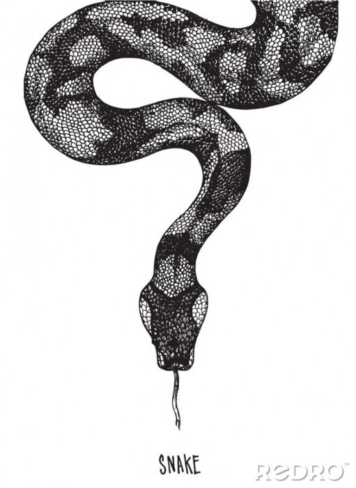 Tableau  Dessin noir et blanc d'un serpent avec sa langue qui sort