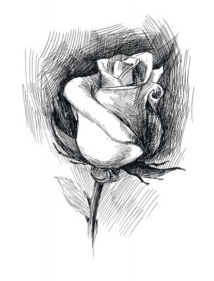 Dessin noir et blanc d'une rose