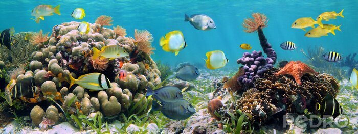 Tableau  Dessin panoramique avec un récif de corail