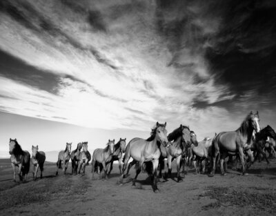 Dessin panoramique avec un troupeau de chevaux