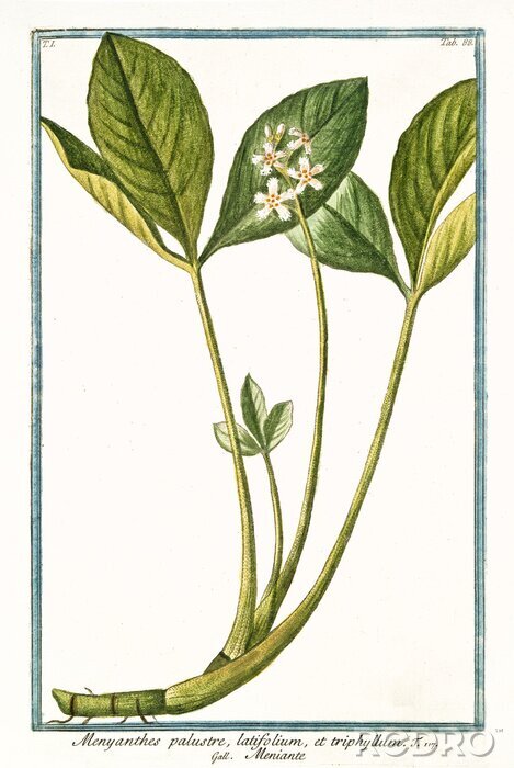 Tableau  Dessin rétro de la trèfle à trois feuilles avec une légende
