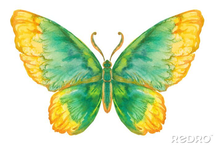 Tableau  Dessin vif papillon