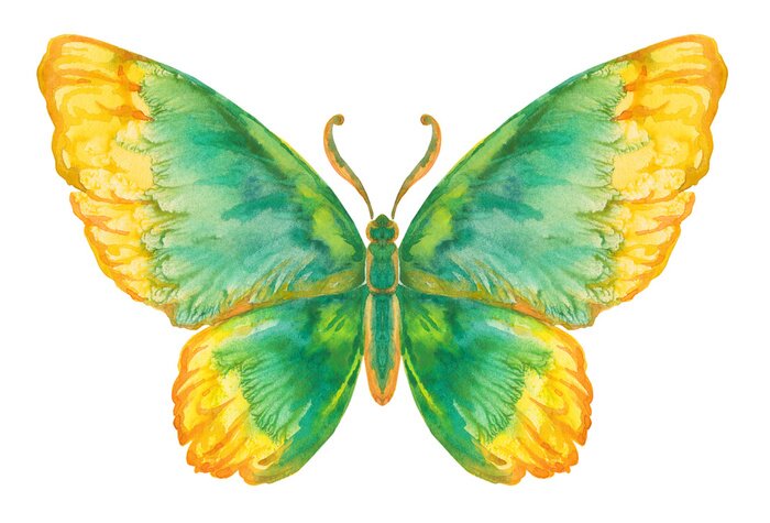 Tableau  Dessin vif papillon