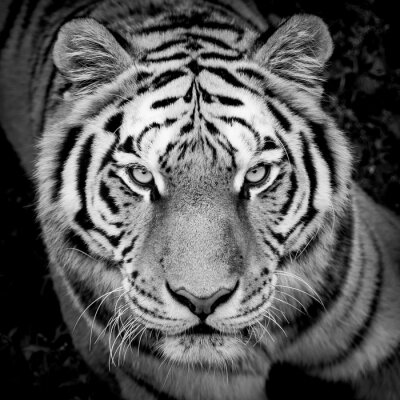 Tableau  Détail foncé avec un tigre