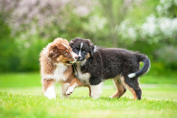 Tableau  Deux chiots en train de jouer