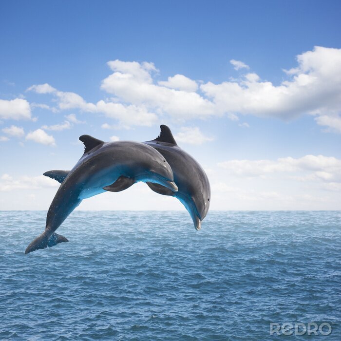 Tableau  deux dauphins sautant