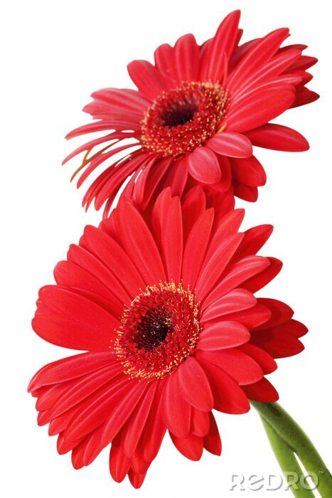 Tableau  Deux grandes fleurs rouges
