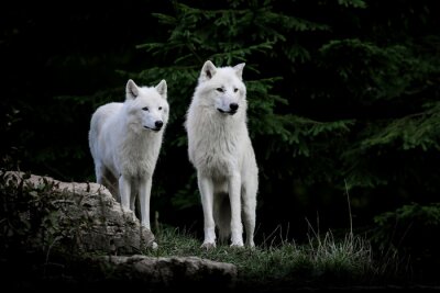 Tableau  Deux loups blancs