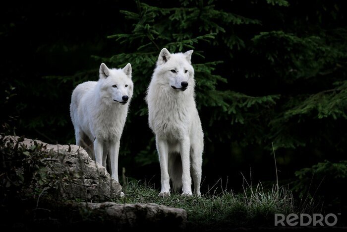 Tableau  Deux loups blancs