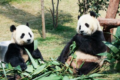 Deux pandas au milieu des feuilles
