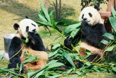 Deux pandas en train de manger les feuilles