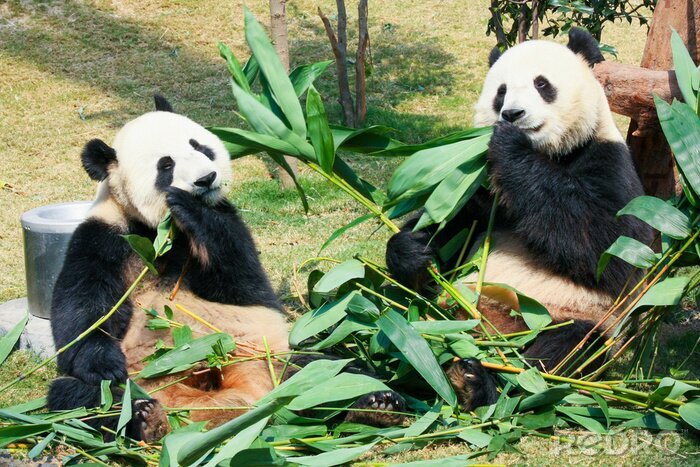 Tableau  Deux pandas en train de manger les feuilles