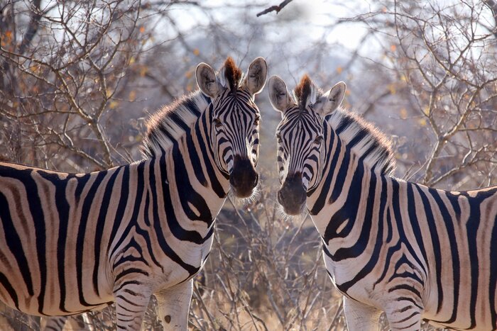Tableau  Deux zèbres et le soleil