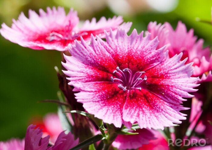 Tableau  Dianthus
