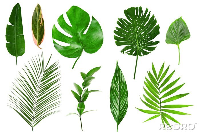 Tableau  Différentes feuilles tropicales sur fond blanc