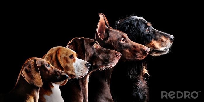 Tableau  Différentes races de chiens sur fond sombre