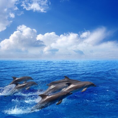 Tableau  Dolphin jumping