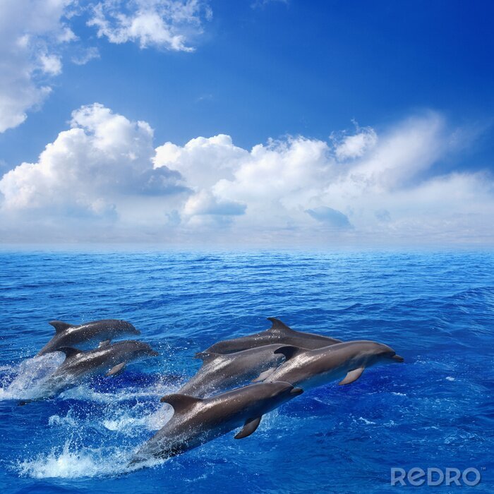 Tableau  Dolphin jumping