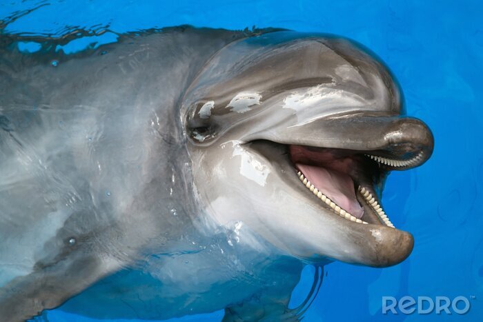 Tableau  Dolphin regardant