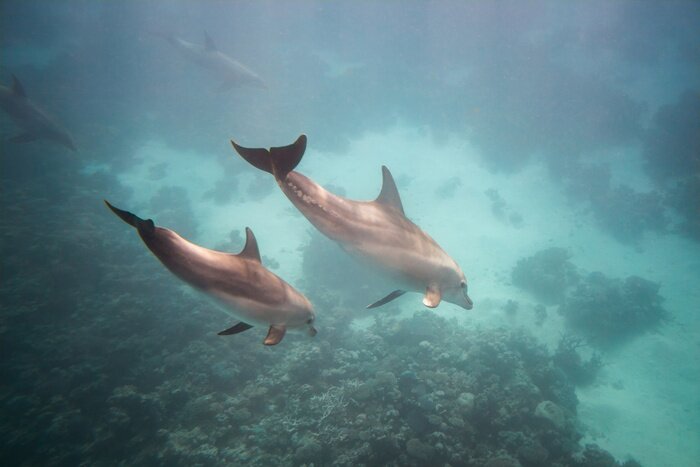Tableau  Dolphin sous l'eau