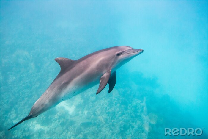 Tableau  Dolphin under water