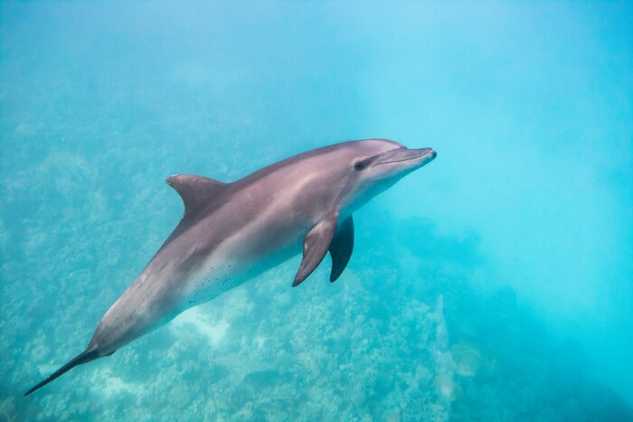 Tableau  Dolphin under water