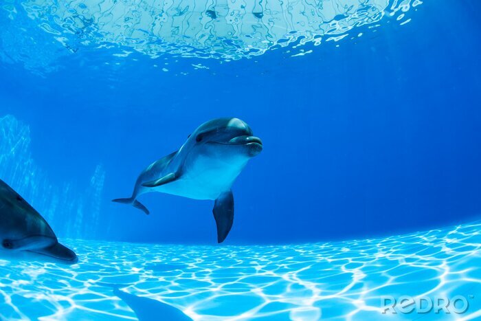 Tableau  Dolphins couple