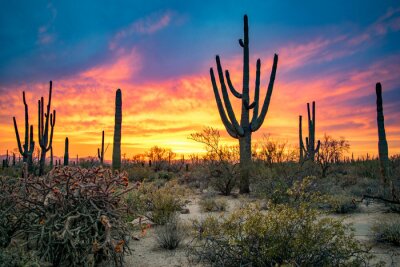 Tableau  Dramatic Sunset in Arizona Desert: Colorful Sky and Cacti/ Saguaros in Foreground  - Saguaro National Park, Arizona, USA 