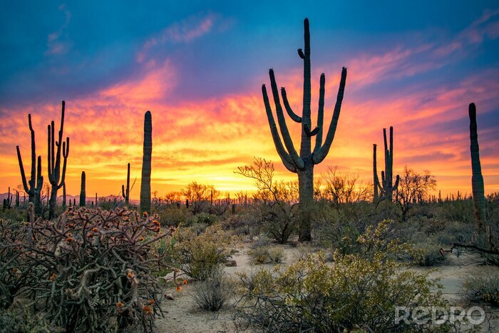 Tableau  Dramatic Sunset in Arizona Desert: Colorful Sky and Cacti/ Saguaros in Foreground  - Saguaro National Park, Arizona, USA 