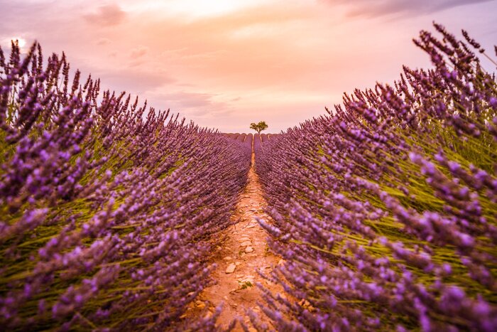 Tableau  Dramatic sunset landscape. Tree in lavender field at sunset in Provence, France