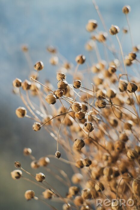 Tableau  Dried flax close-up view. Sadness, autumn melancholy, depression, mourn, grief concept