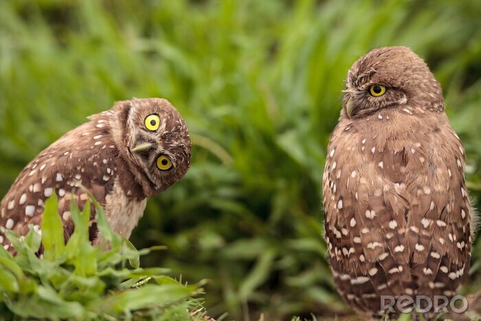 Tableau  Drôle de chevêche des terriers Athene cunicularia penche sa tête hors de son terrier
