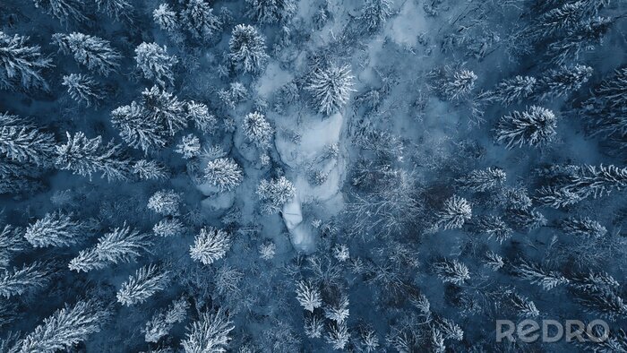 Tableau  Drone photo d'arbres à feuilles persistantes couverts de neige après un blizzard d'hiver en Lituanie.