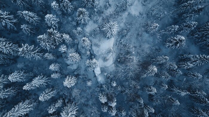 Tableau  Drone photo d'arbres à feuilles persistantes couverts de neige après un blizzard d'hiver en Lituanie.