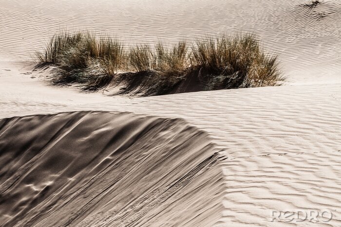 Tableau  Dunes au Sahara
