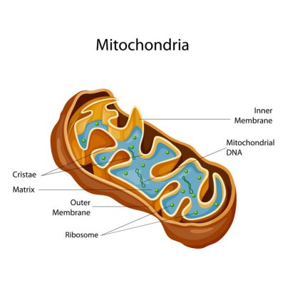 Tableau  Education Chart of Biology for Mitochondria Diagram