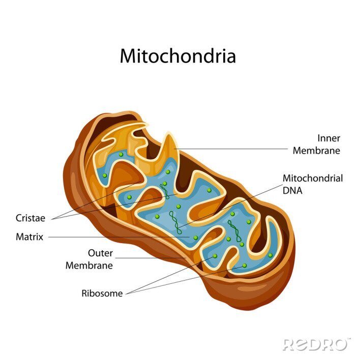 Tableau  Education Chart of Biology for Mitochondria Diagram