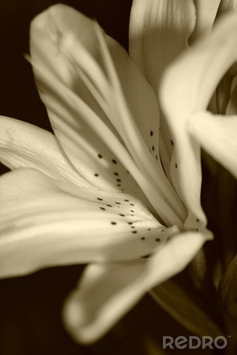 Tableau  élégance simple