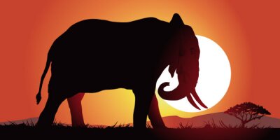 Éléphant d'Afrique au coucher du soleil