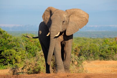 Éléphant d'Afrique et paysage