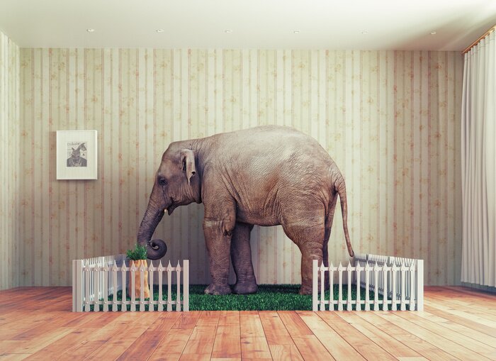 Tableau  Éléphant dans la chambre