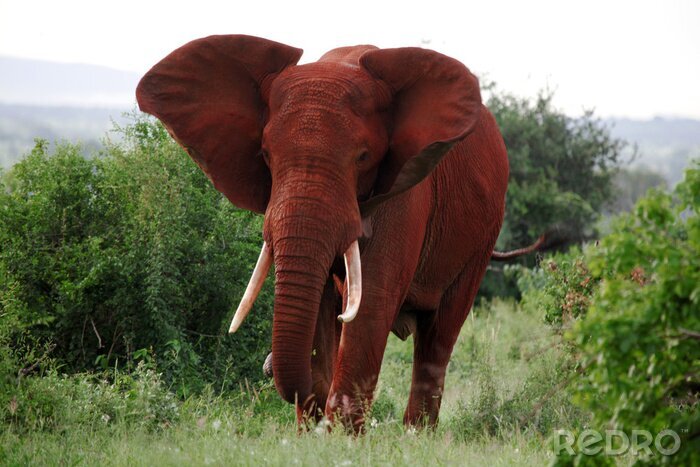 Tableau  Éléphant dans le parc national