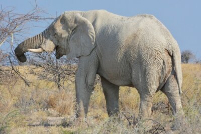 Tableau  Éléphant gris d'Afrique