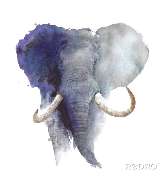 Tableau  Elephant head portrait African wildlife endangered specie safari animal watercolor painting illustration isolated on white background