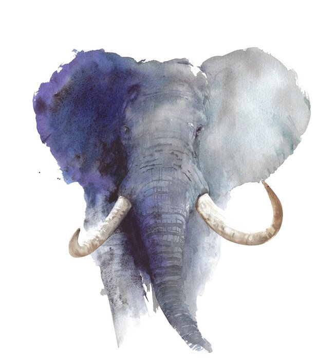 Tableau  Elephant head portrait African wildlife endangered specie safari animal watercolor painting illustration isolated on white background