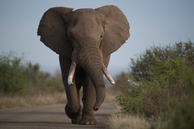 Eléphant marchant sur un chemin