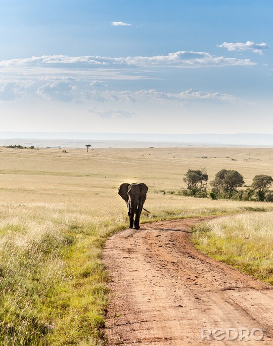 Tableau  éléphant marche dans la savane