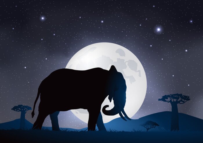 Tableau  Éléphant sur fond de lune et d'étoiles