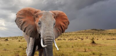 Éléphant sur fond de nuages
